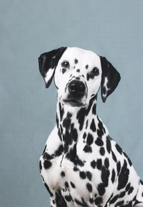 Waterproof panel for a  backpack - dalmatian